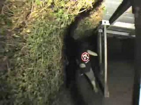 Rectal Smegma Dildo Lobotomy YouTube