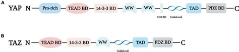 Frontiers The Regulation Of Yes Associated Proteintranscriptional