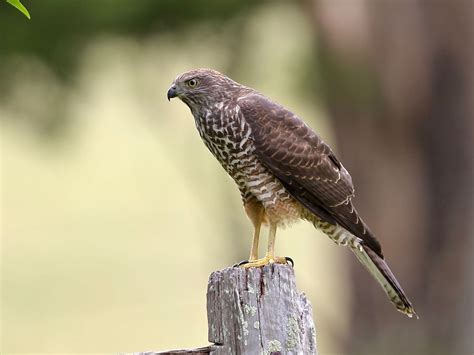 Avithera: Brown Goshawk juveniles