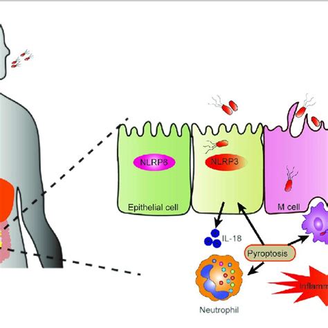 DAMPs From Pyroptosis Drive Intestinal Inflammation The