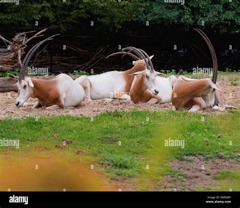 Long Horn Oryx Hi Res Stock Photography And Images Alamy