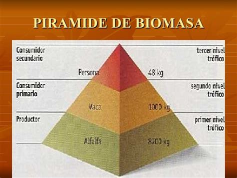 Transferencia de Energía 5 Pirámides tróficas o ecológicas