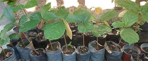 Mudas de plantas prontas para o plantio Produção Rural Aeroporto