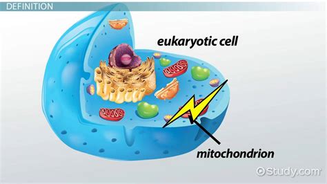 Mitochondrial Inner Membrane Definition And Overview Video And Lesson Transcript