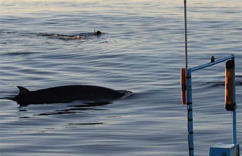 Descubren Nueva Especie De Ballena En Aguas Mexicanas