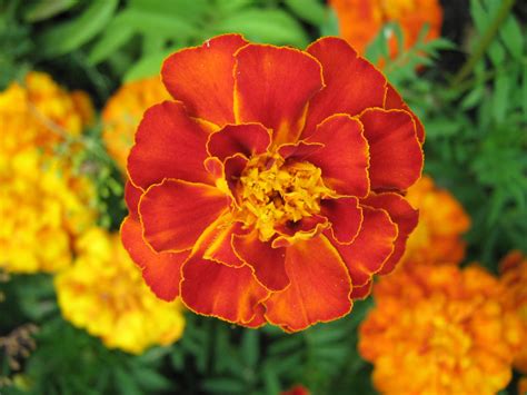 Бархатцы Целебные Свойства - 63 фото