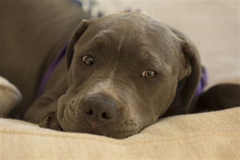 Blue Nose Pitbull Breed Guide, Facts, Training & Price - Marvelous Dogs