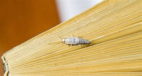 Silverfish Larvae