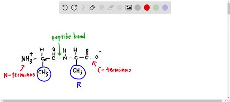 Which Formula Represents An Amino Acid