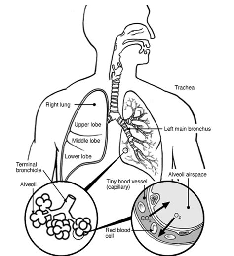 Respiratory System Coloring Pages - Coloring Home