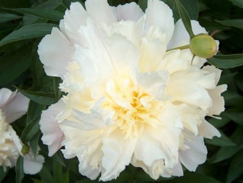 Paeonia - Potonka, potonika