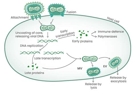 Mpox Virology And Drug Development A Focus On Key Viral Targets Sino