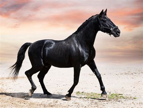 Premium Photo | Black stallion in nature