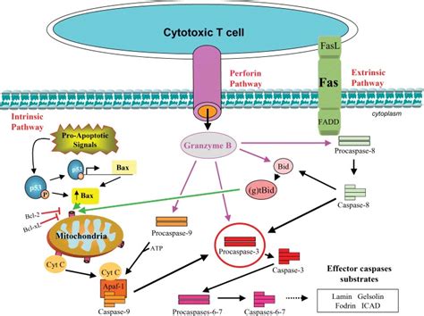 Intrinsic Mitochondrial Pathway P53 Is Stabilized And Increases The