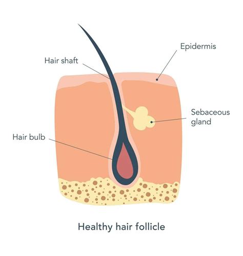 Healthy hair follicle under microscope. Medical scheme. Skin care. Hair ...