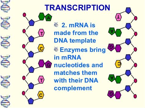 Dna Protein Synthesis Ppt