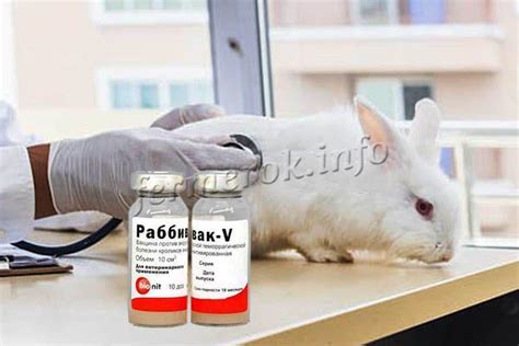 Раббивак-В: инструкция по применению вакцины для кроликов