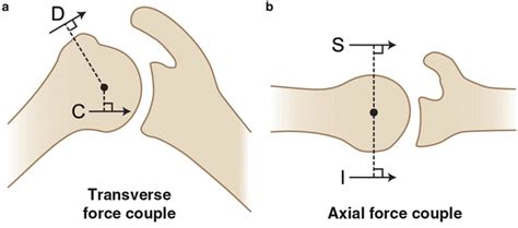 Rotator Cuff Disorders Musculoskeletal Key