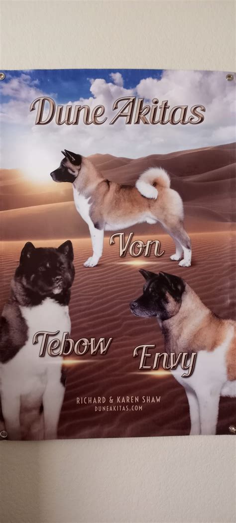 Akita Breeders Near Me | Better Breeder Directory