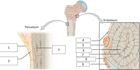 Musculoskeletal Rheumatology Flashcards Quizlet