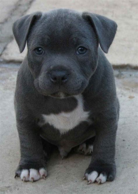 Blue Staffordshire Bull Terrier Puppy For Sale Petsidi