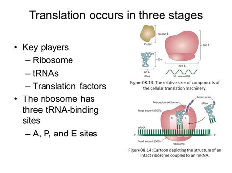 Translation 3 Steps