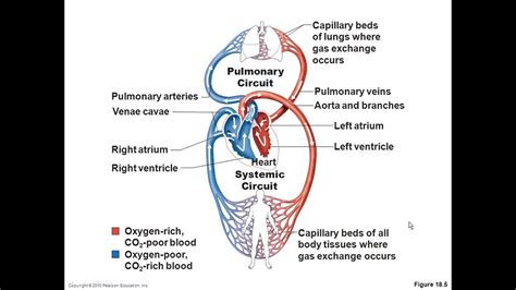 Chapter 13 Cardiovascular System