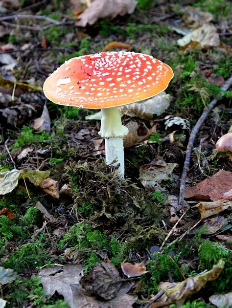 Fly Agaric Mushroom Forest Autumn Toxic Luck Lucky Guy Mushrooms