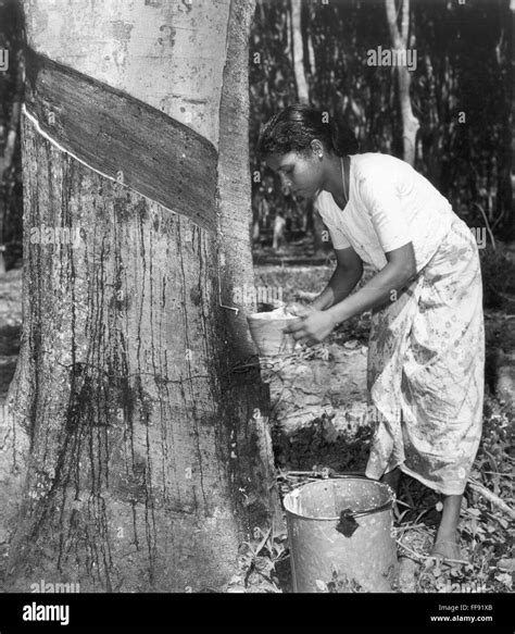 RUBBER PLANTATION NA Rubber Tapper Collecting Latex On A Malayan