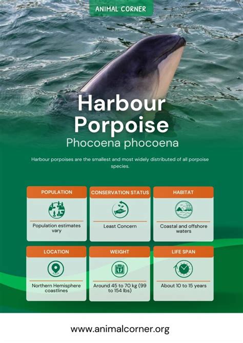 Harbour Porpoise - Facts, Information & Pictures