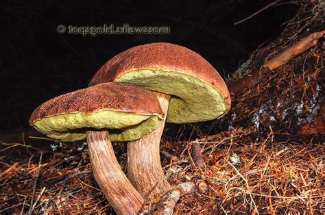 Edible boletus mushroom photos