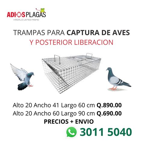 Trampa De Captura Viva Para Aves Adi S Plagas