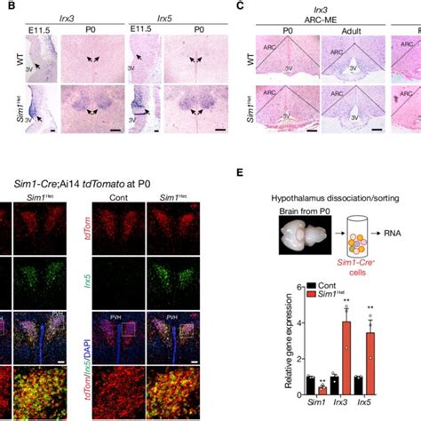 Ectopic Expression Of Irx3 And Irx5 In The Sim1 Cre Pvh Cells Of Sim1