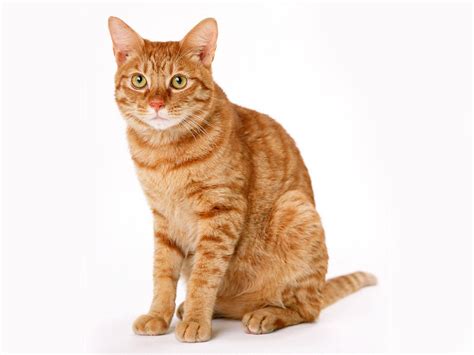 cat white backgrounds wallpaper cave