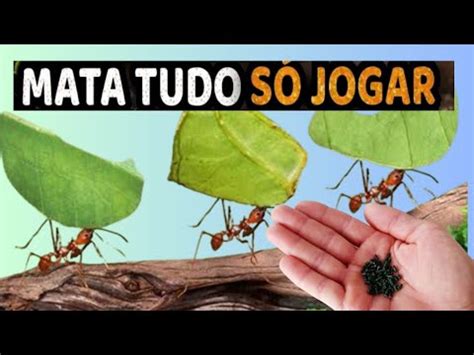 COMO Acabar Formigas Cortadeira Nas Plantas Do Seu Pomar Melhor