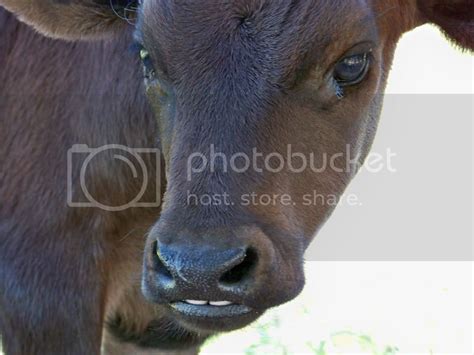 Cow Teeth Pictures, Images & Photos | Photobucket