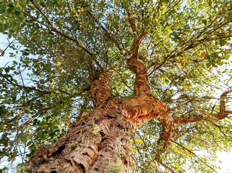 Cork Oak Tree