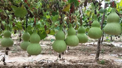 Bottle Gourd The Most Essential Plant Is The Bottle By Santhi