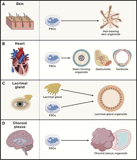 Human Organoids New Strategies And Methods For Analyzing Human Development And Disease Cell