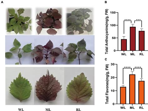 Anthocyanin Leaf