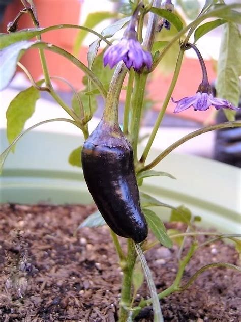 Purple Jalapeno Pepper Capsicum Annuum Hot Vegetable Seeds Etsy