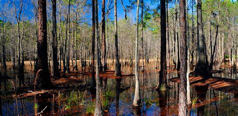 10 Facts: The Battle of Olustee | American Battlefield Trust