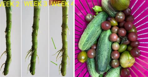 32 Expert-Level Gardening Products