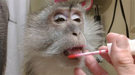 Monkey With Makeup - Mugeek Vidalondon