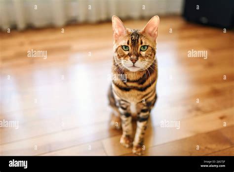 Bengal cat like a leopard sneaks at home Stock Photo - Alamy