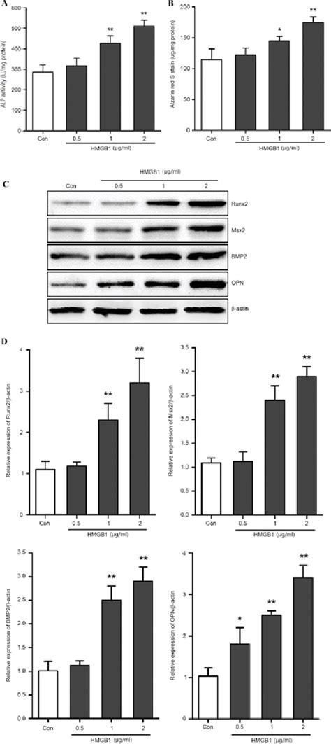 Figure From High Mobility Group Box Induces Calcification Of Aortic