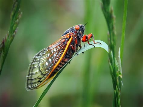 cicadas bugs
