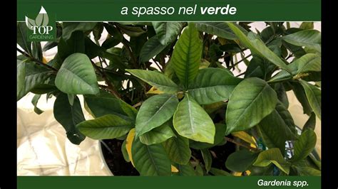 Il Rinvaso Della Gardenia Topgardening YouTube