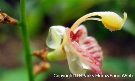 Nparks Alpinia Conchigera