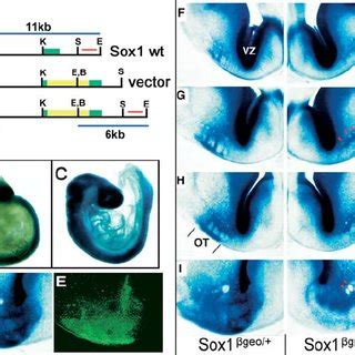 The Mouse Sox1 B Geo Allele Reveals The Requirement Of SOX1 In The